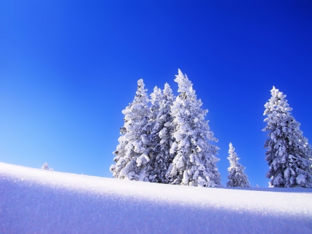 冬季,雪,天空,云杉,树,自然风光图片