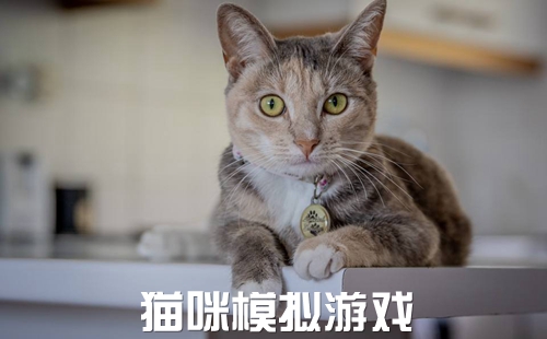 关于猫咪的游戏_猫咪模拟器游戏下载_模拟猫的游戏大全