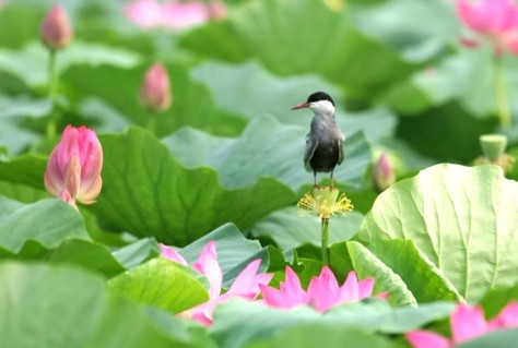 衡水湖世界生物圈保护区精美图集