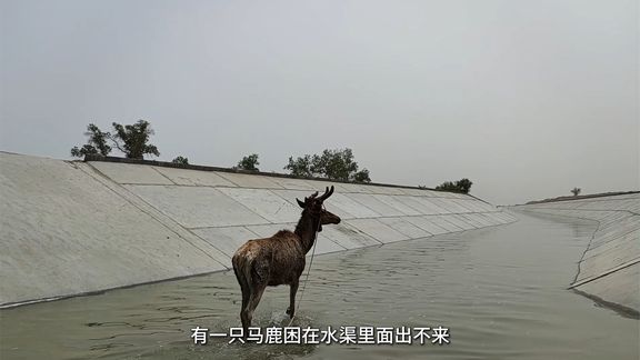新疆沙雅：野生马鹿被困水渠 警民联手施救
