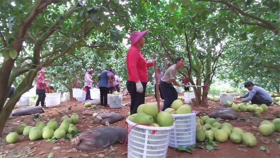 广东梅州，30多位村民在采摘柚子，每棵树都硕果累累，果农很开心