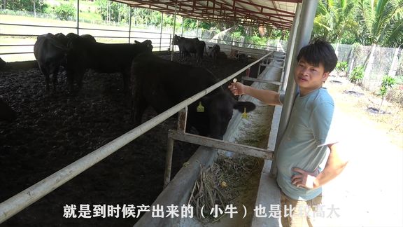 今天到百香果园闲逛，发现进口种牛要价2万，这牛长的真不简单