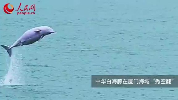 中华白海豚在厦门海域“秀空翻”