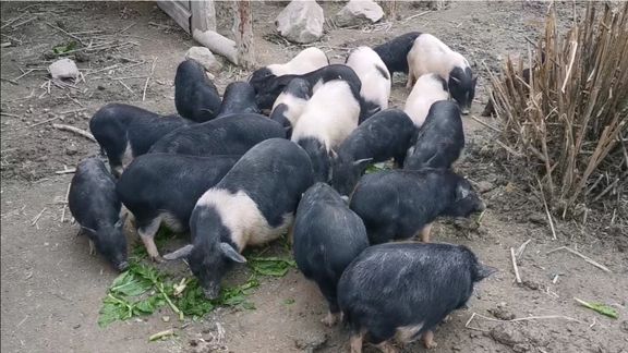 养了一年的香猪，也就60斤左右，农民不容易
