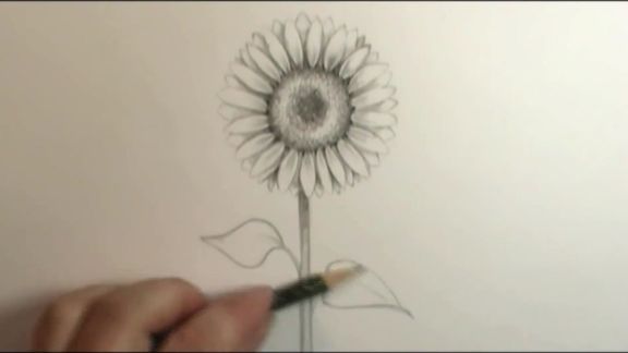 用几分钟告诉你铅笔画向日葵的方法，学会了自己画！