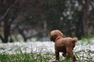 粤犬吠雪