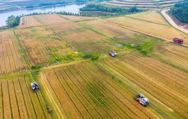 “丰”景如画，婺城这里1000多亩小麦完成收割