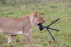 母狮咀嚼相机镜头