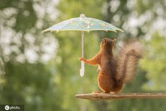 春雨纷纷 盘点小动物避雨妙招