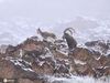 新疆温泉：国家一级保护动物北山羊在雪中觅食