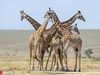 长颈鹿一家“交颈”拥抱 因脖子太长场面一度有些尴尬！