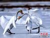 上百只天鹅在柴达木盆地可鲁克湖翩翩起舞