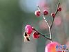 上海:红梅花开引蜂来