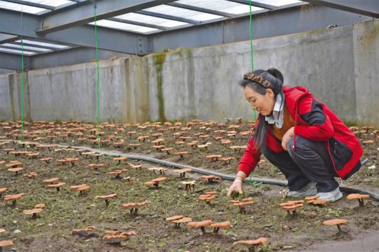 灵芝撑起致富“伞”/