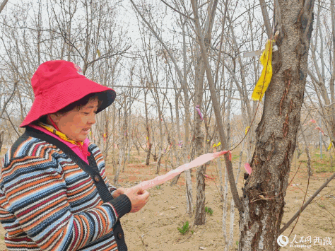 曾秀丽在栽培桃实验基地。人民网 李海霞摄