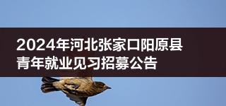 2024年河北张家口阳原县青年就业见习招募公告