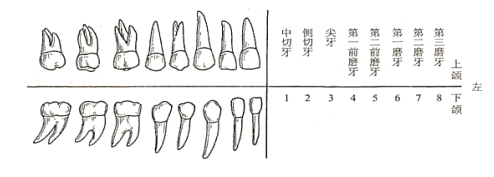 体育教师招聘笔试-运动解刨学《消化系统》