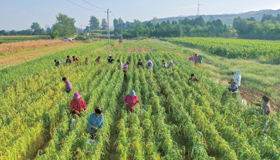 收获夏谷
9月12日，在夏县南大里乡南郭村，村民正收获夏谷子。金秋时节，该村种植的千亩谷子进入成熟收获期，村民依托互助组收获夏谷子。