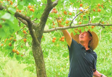 游客进果园 尽享采摘乐
在阳泉市郊区荫营镇东梁庄村60亩现代农业园的果品基地，水灵灵的樱桃、黄澄澄的大杏挂满了枝头，吸引游客前来采摘。