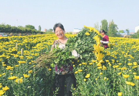 近日，闻喜县郭家庄镇西宋村村民宋平俊组织劳动力，在菊花田里采摘菊花，准备运往市场销售。