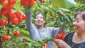 采摘樱桃
5月28日，游客在左权县麻田镇南会村采摘樱桃。近年来，南会村积极调整产业结构，发展特色水果产业，助力农民增收致富。