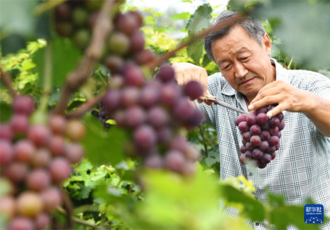 Zabibu zawa mbivu, wakulima wa matunda wawa na pilikapilika nyingi za kuvuna huko Jinzhou，Mkoa wa Hebei, China