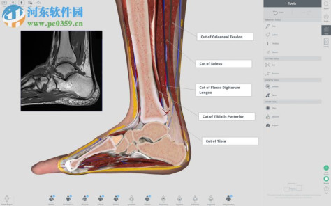 complete anatomy for mac(3d人体解剖学软件) 3.1.1 免费版