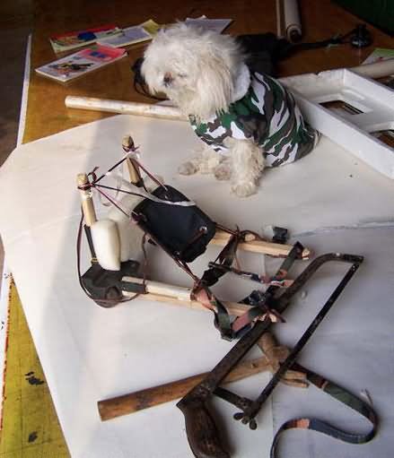 流浪狗图片－一条流浪狗的前世今生,新的装束披挂上阵。