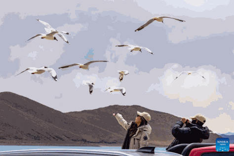 Gambar para pelancong sedang memberi makan kepada burung camar berkepala coklat yang diambil pada 5 April 2024, di Tasik Yumco Yamzbog di Wilayah Autonomi Xizang, barat daya China. (Xinhua/Jiang Fan)