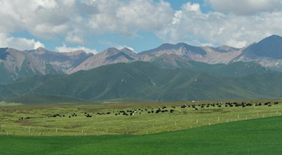 Cina leader mondiale nella capacità di assorbimento del carbonio delle foreste e dei pascoli