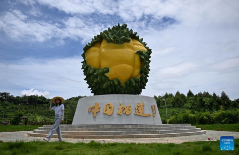 Una base di durian a Sanya, nella provincia meridionale cinese di Hainan. (20 luglio 2024 – Xinhua/Pu Xiaoxu)