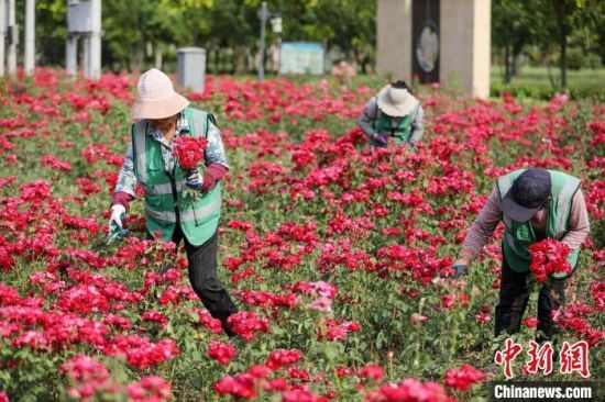 河北衡水一公园“变废为宝”修剪月季花赠游人