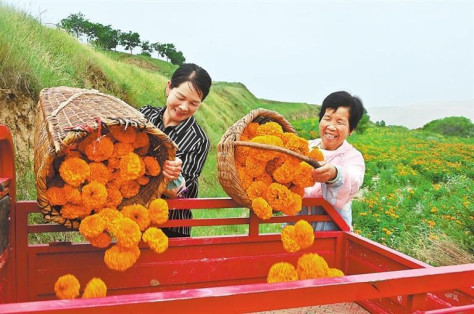 陇西万寿菊迎来丰收季