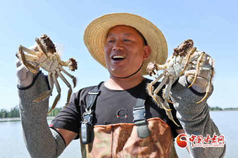 【陇拍客】甘肃临泽十二万斤大闸蟹喜获丰收  “飞奔”江南各大城市