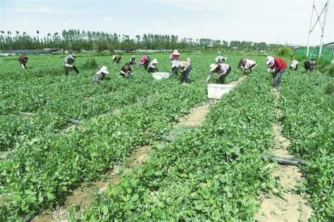 临夏县百益现代农业公司种植的500多亩豌豆苗、甜豆等进入丰产期