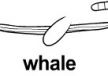 whale 上色