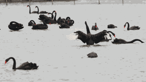 福建省厦门市五缘湾湿地公园内的上百只黑天鹅在水中游弋