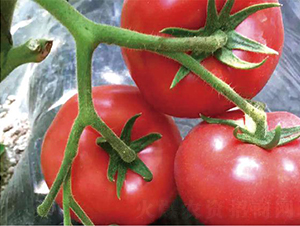 汉姆87-番茄种子-和润农业