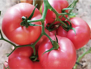 泰和9号-番茄种子-和润农业
