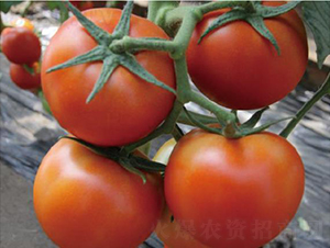 思贝德-番茄种子-和润农业