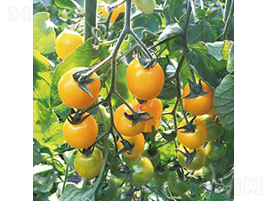 汉姆金阳光-番茄种子-和润农业