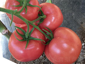 和润奥特优-番茄种子-和润农业