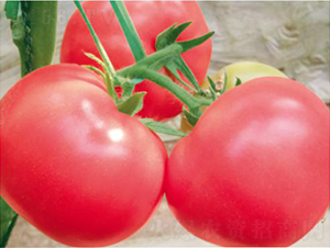 代美特FA2177-番茄种子-和润农业