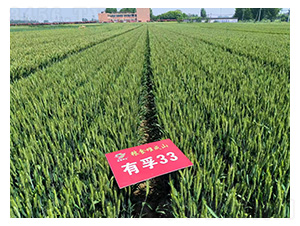 小麦种子-有孚33-坔育种业