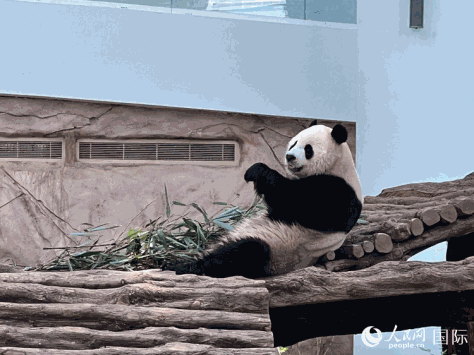 卡塔尔豪尔熊猫馆内的大熊猫“京京”。人民网记者 张志文摄