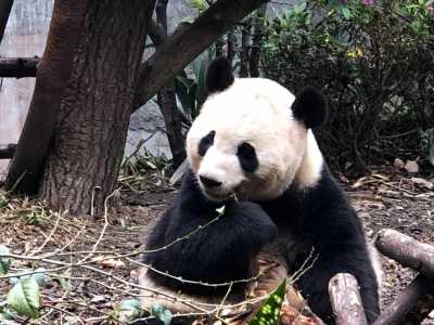 秦岭再发现野生大熊猫 其独特的毛色一直备受关注