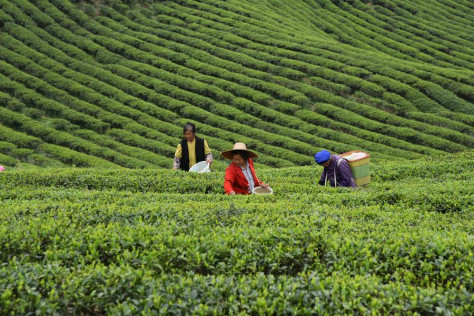 Volumen del comercio exterior de té de China registra crecimiento en primer semestre