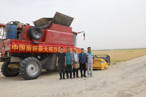 El campo de trigo más grande del desierto de China combate la desertificación