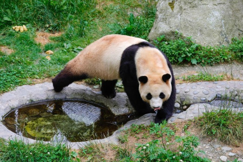 Famoso panda gigante Fu Bao saluda al público en suroeste de China