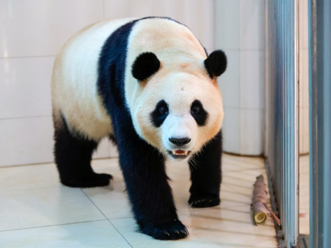 Panda nacido en Corea del Sur debutará en Sichuan